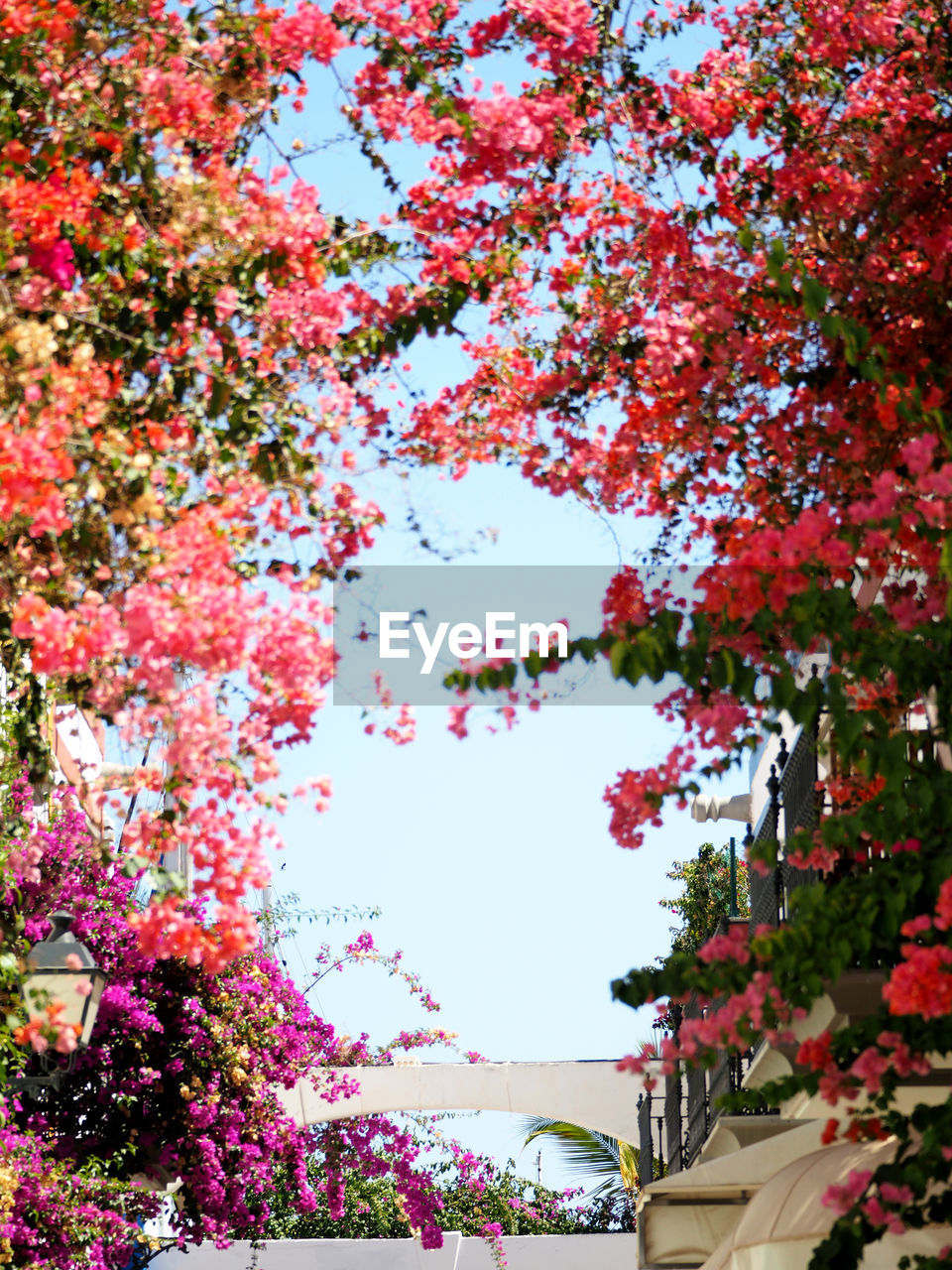 PINK FLOWER TREE AGAINST SKY