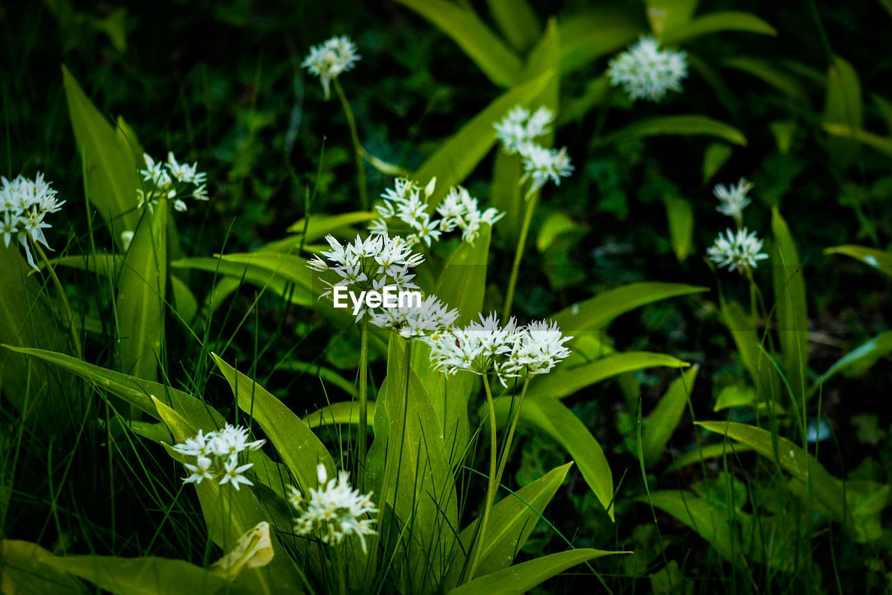 Close-up of white flowers