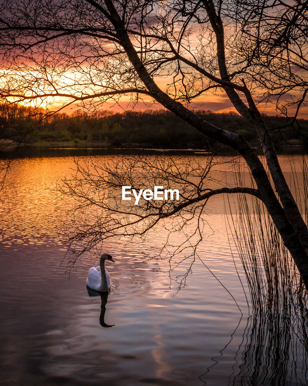 SWAN SWIMMING IN LAKE AT SUNSET