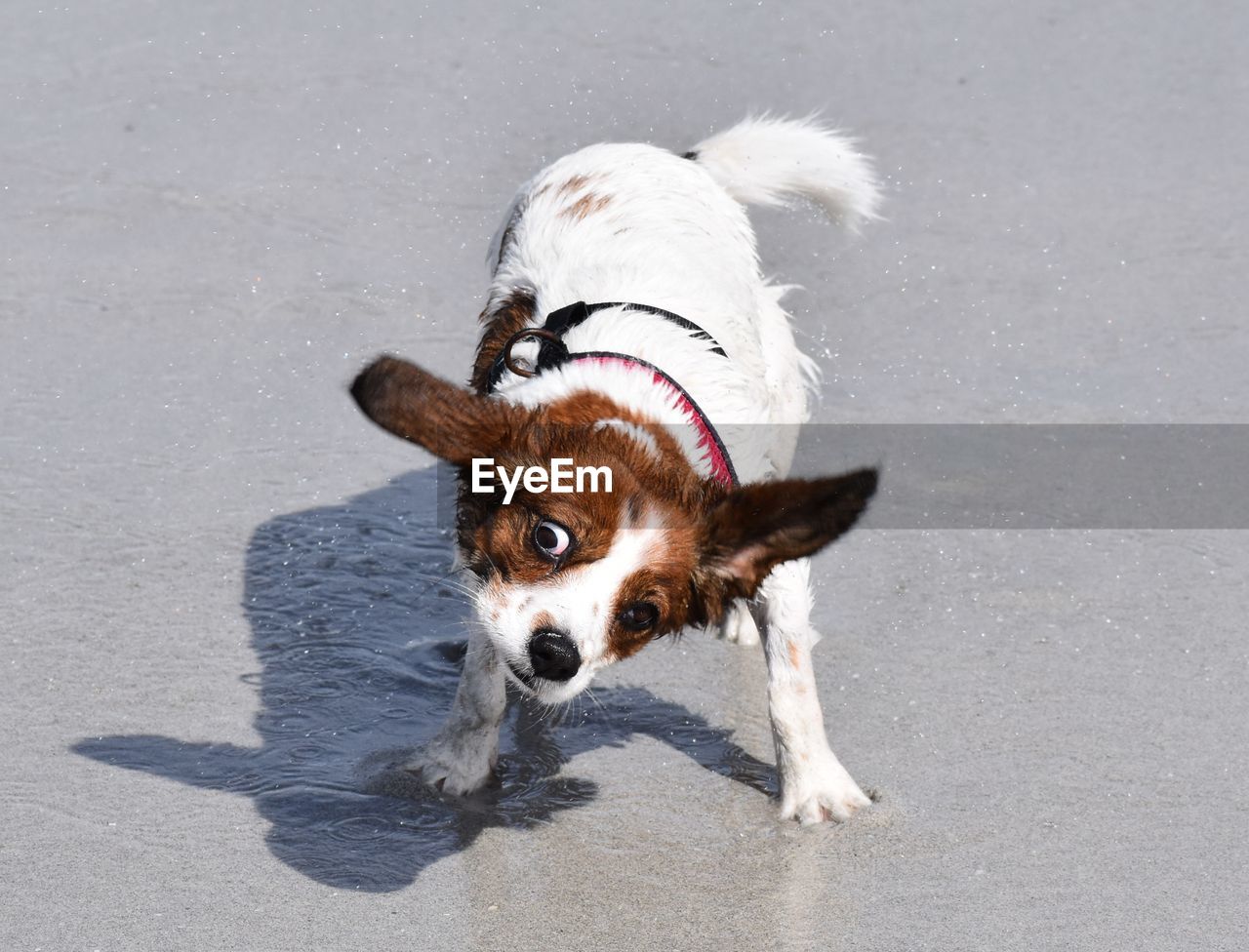 HIGH ANGLE PORTRAIT OF DOG WITH MOUTH ON FLOOR