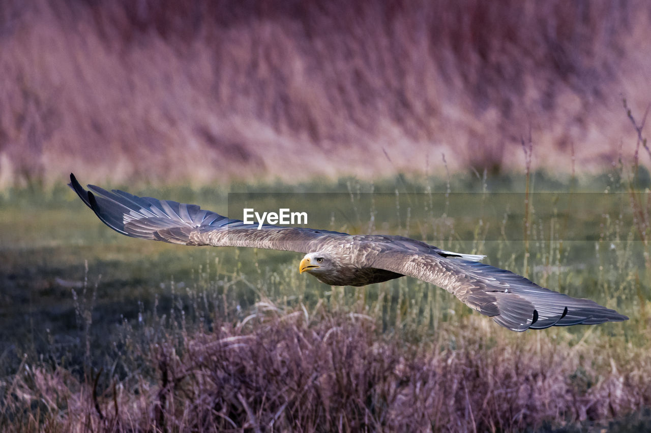 BIRD FLYING OVER THE WATER