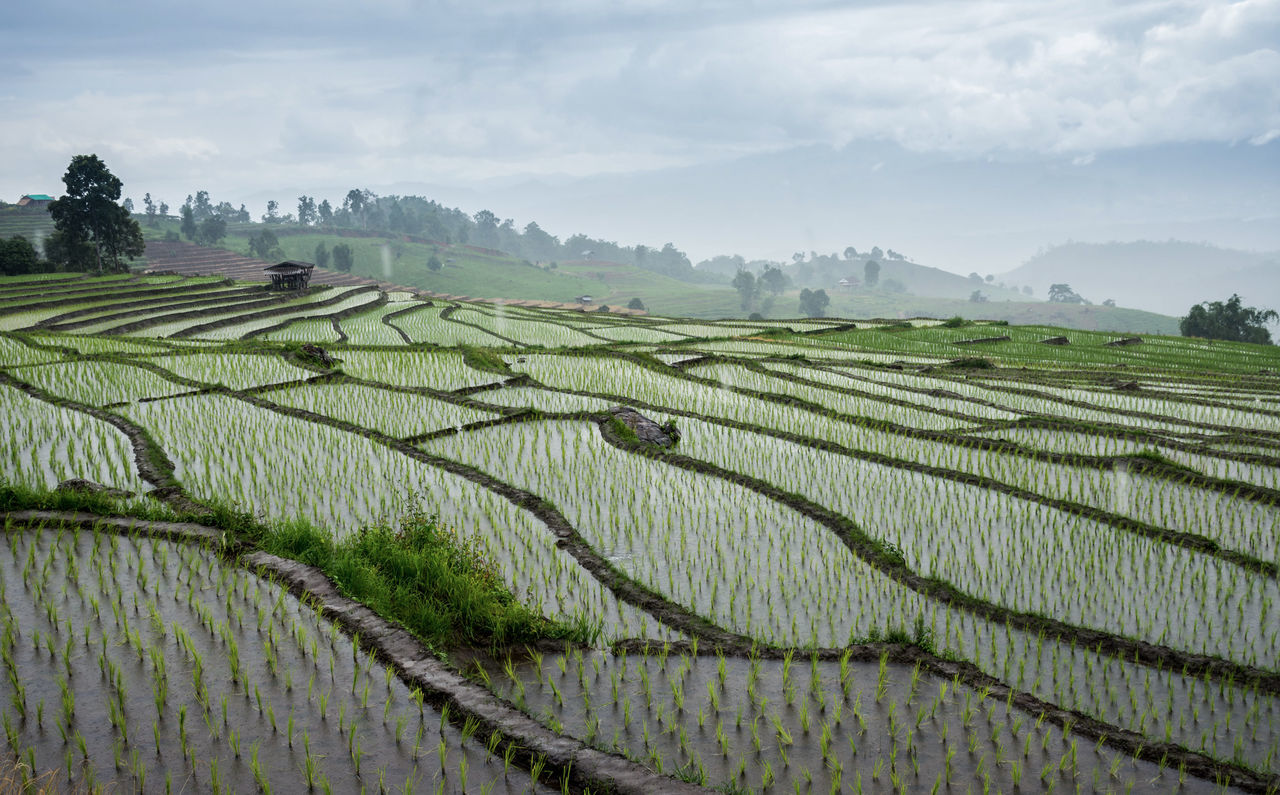 Scenic view of rice field against sky