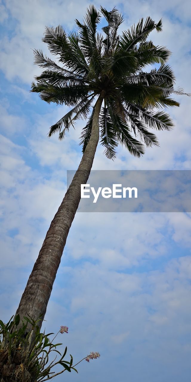 LOW ANGLE VIEW OF COCONUT PALM TREE
