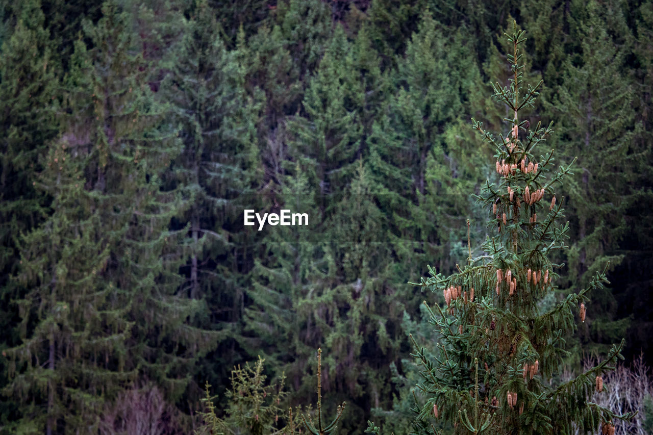 Pine trees in forest