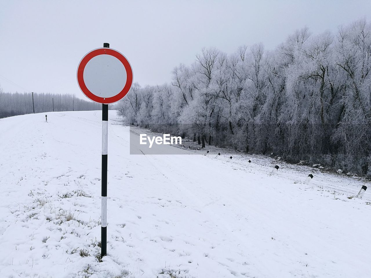 SNOW COVERED TREES