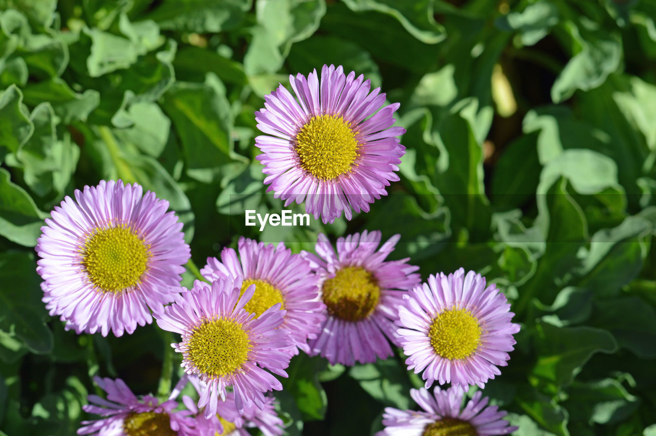 Close-up of daisy flower