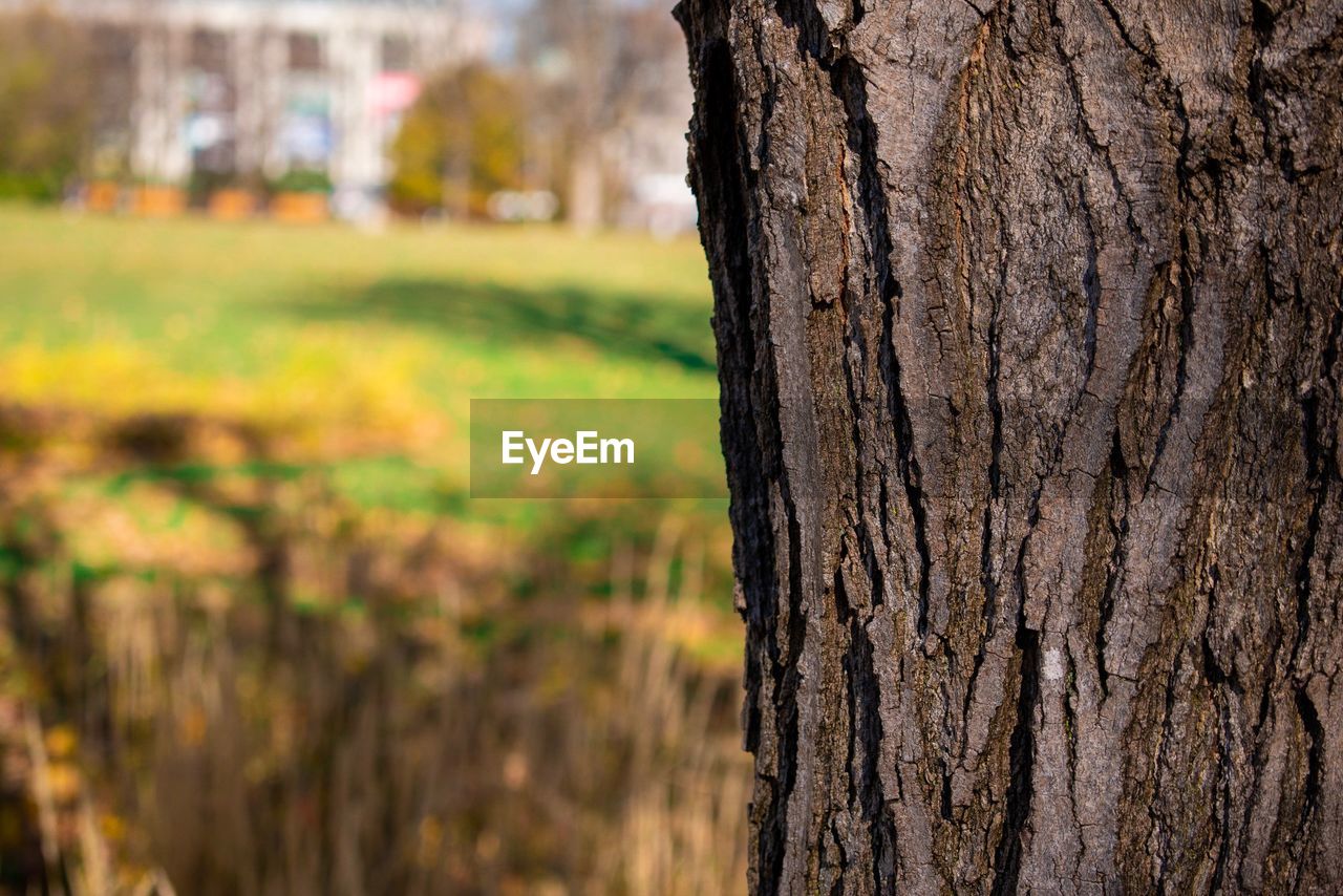 CLOSE-UP OF TREE TRUNK ON FIELD DURING RAINY SEASON