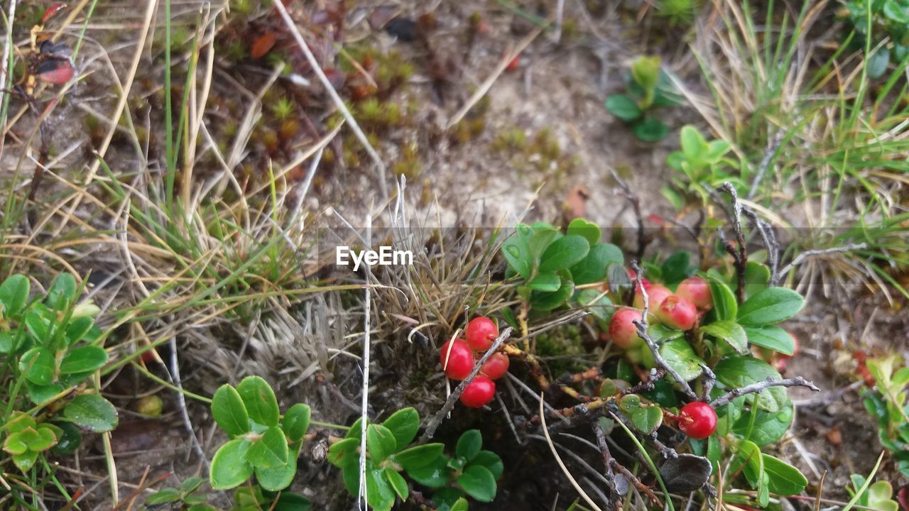 CLOSE-UP OF BERRIES ON PLANT