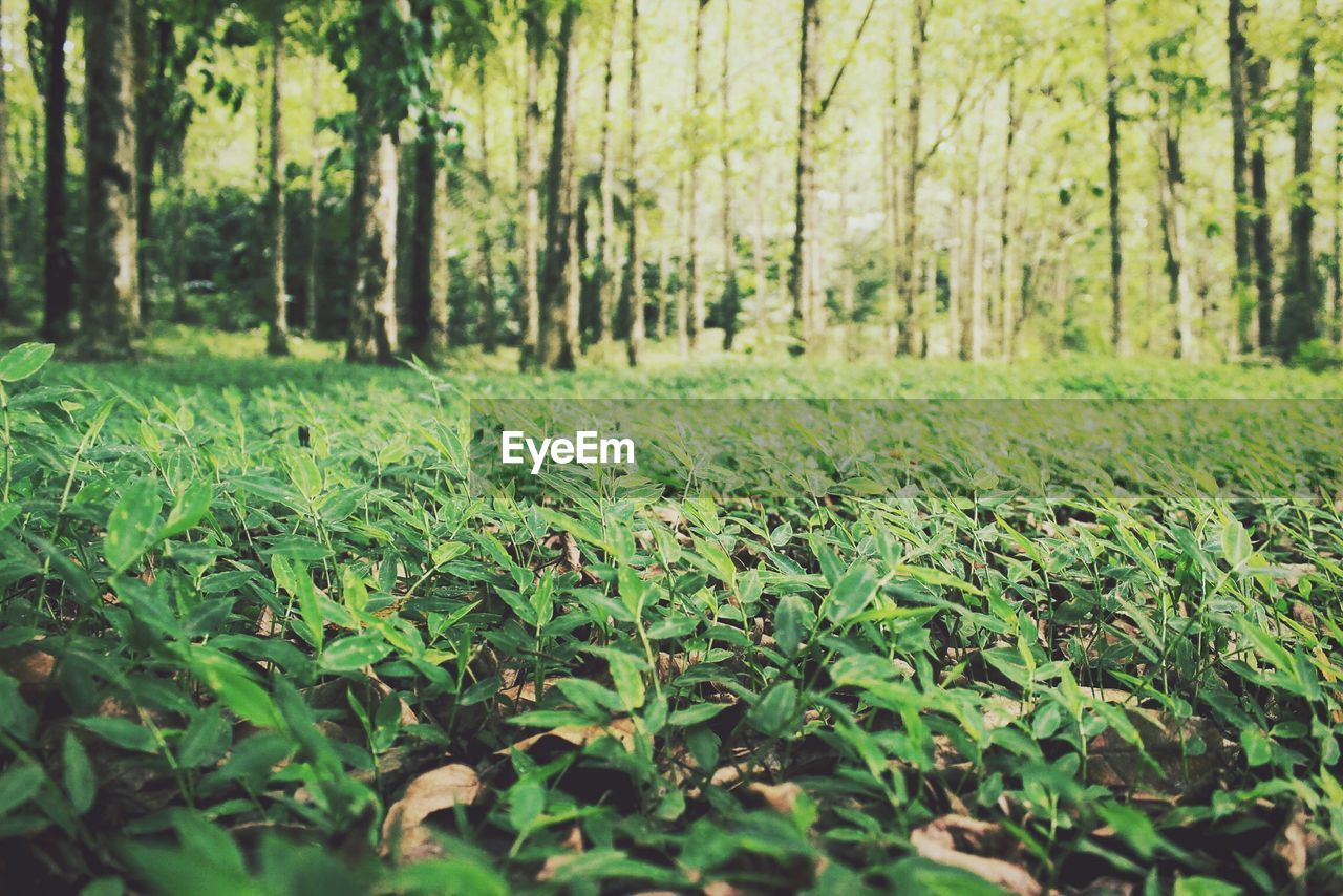 Plants growing in forest