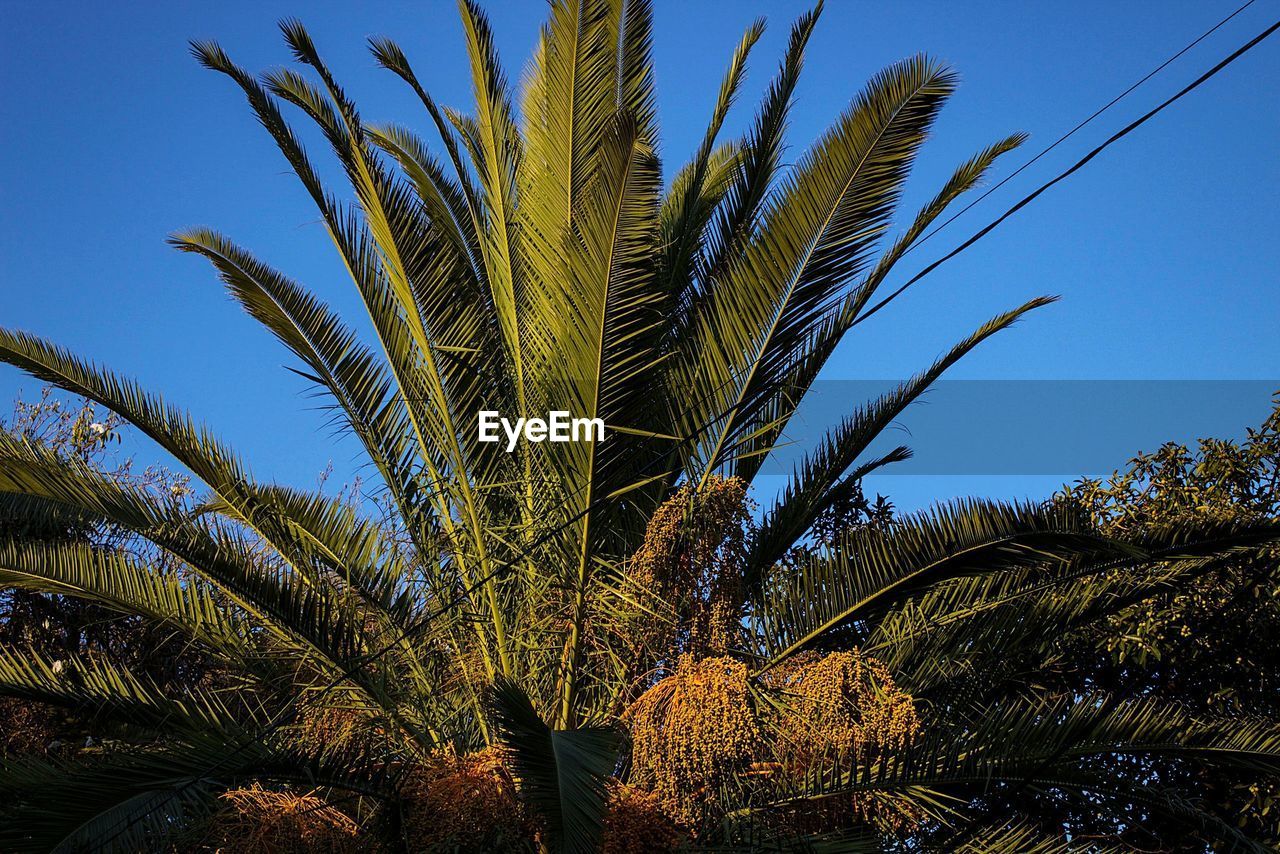 LOW ANGLE VIEW OF PALM TREE AGAINST SKY