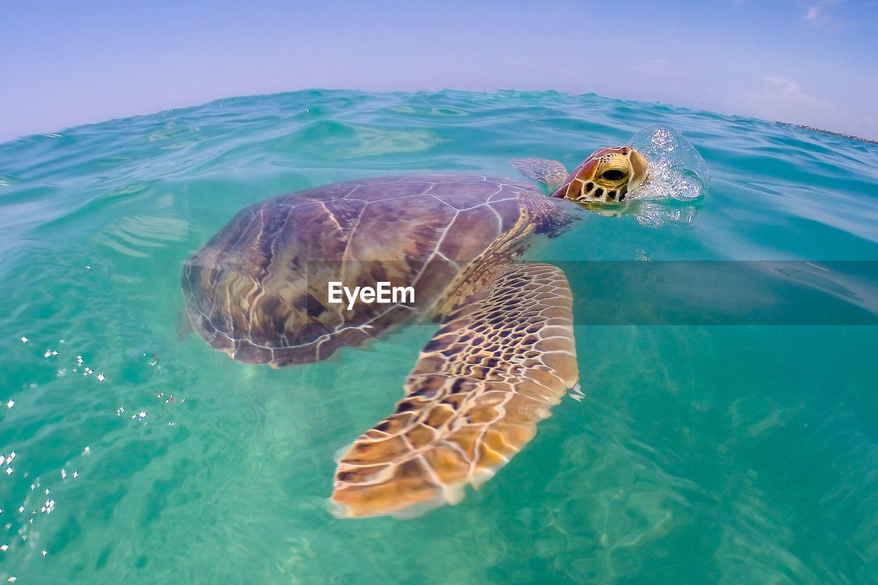 Turtle swimming on sea water