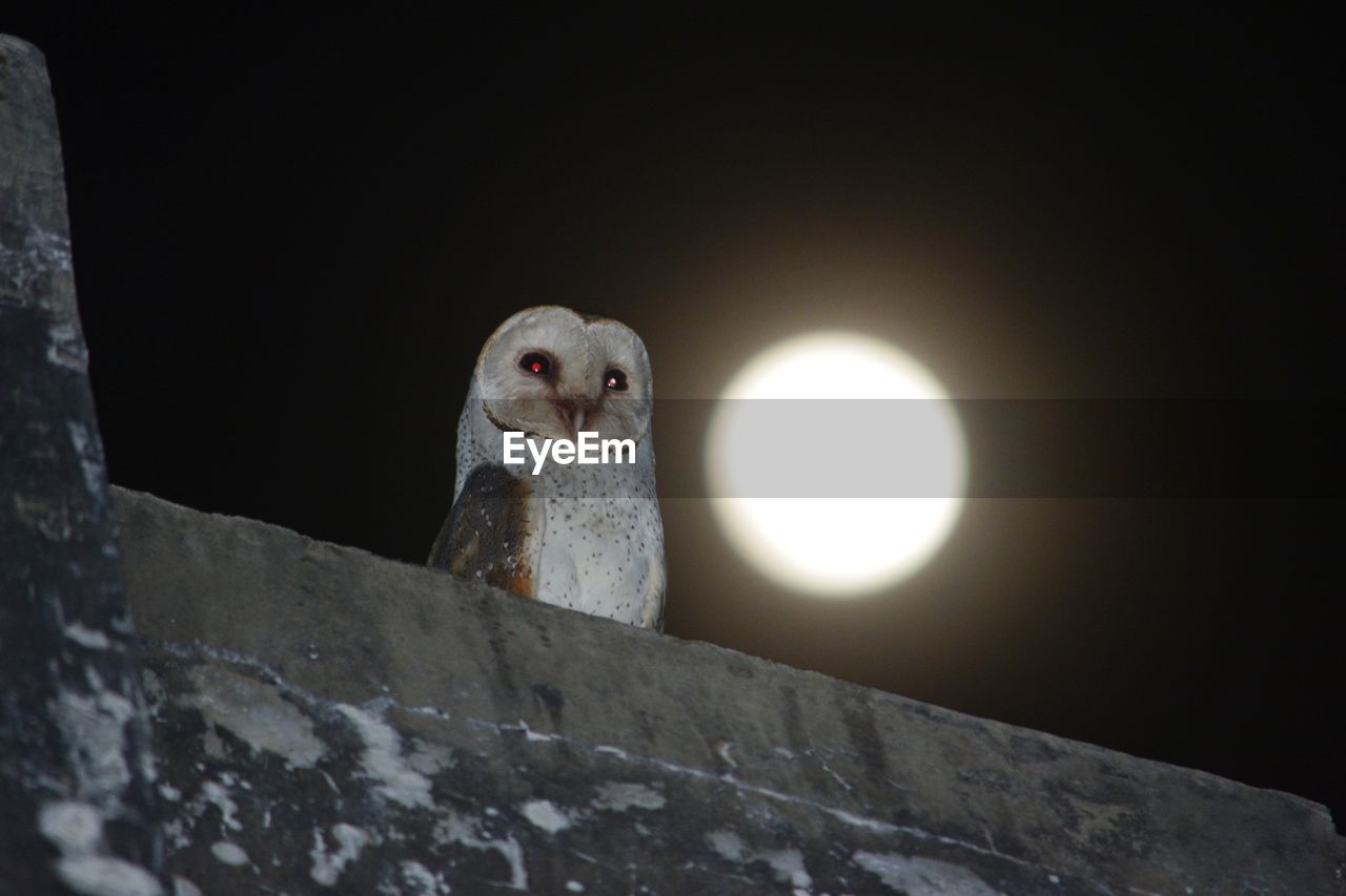 LOW ANGLE VIEW OF BIRD ON ILLUMINATED WALL