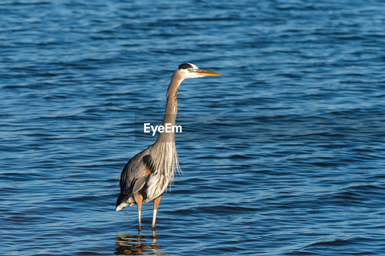HERON ON A BIRD