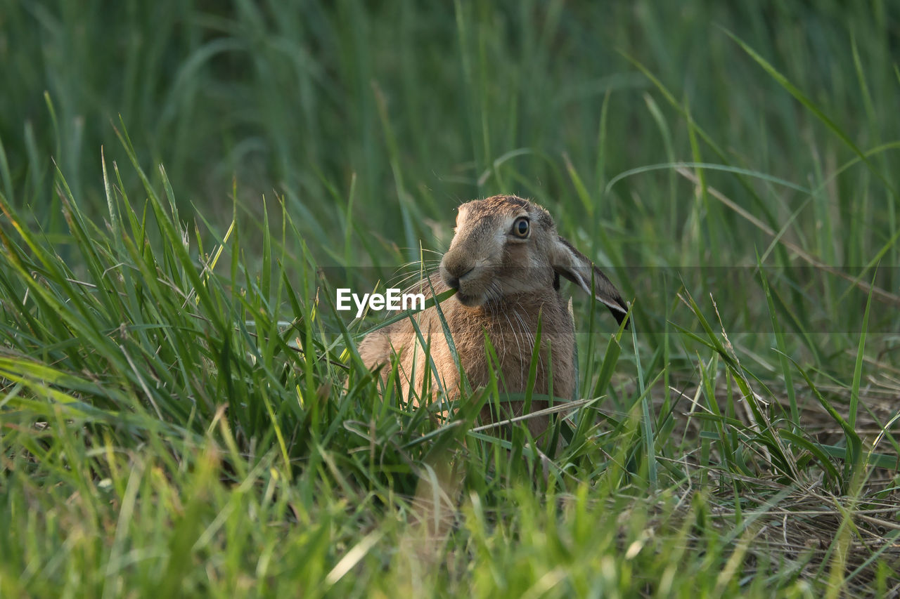 Close-up of bird on grass