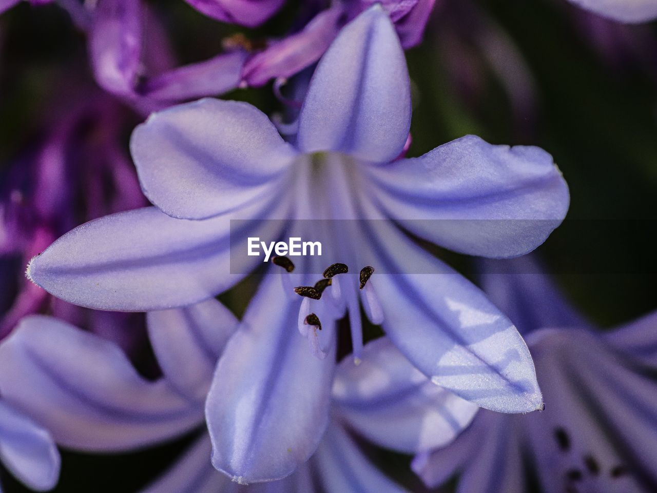Macro shot of purple flowering plant