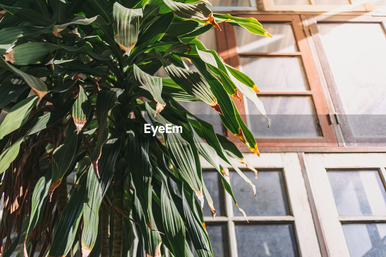 LOW ANGLE VIEW OF GREEN LEAVES ON TREE