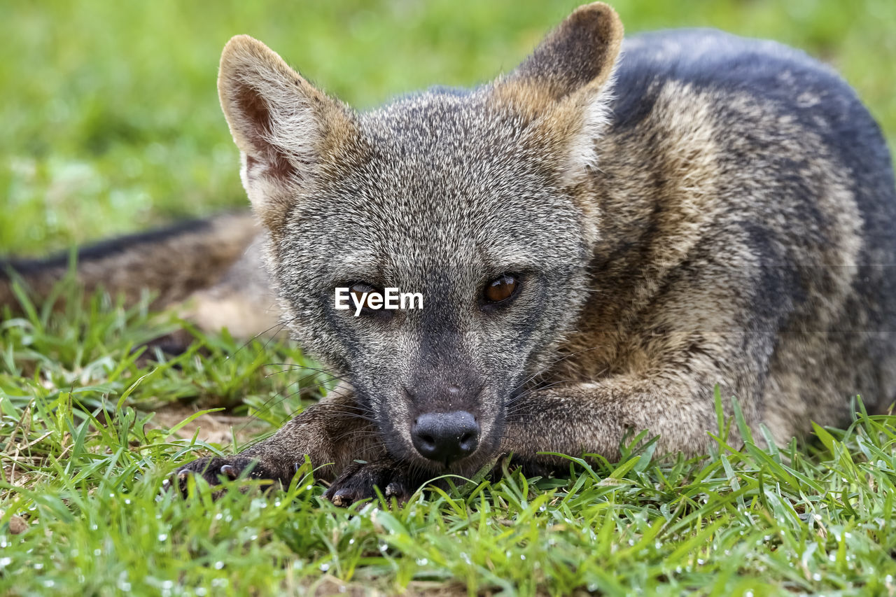 animal, animal themes, animal wildlife, one animal, mammal, wildlife, grass, portrait, wallaby, looking at camera, no people, nature, plant, outdoors, animal body part, day, carnivore, lying down, relaxation