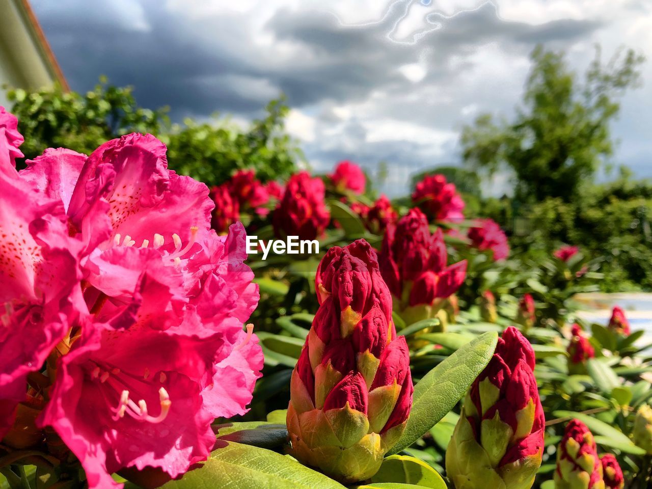 Close-up of pink roses