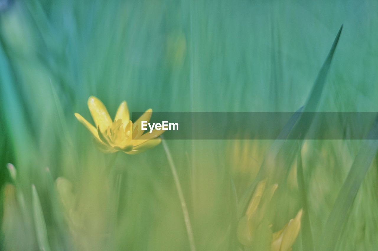 Close-up of yellow flowering plant