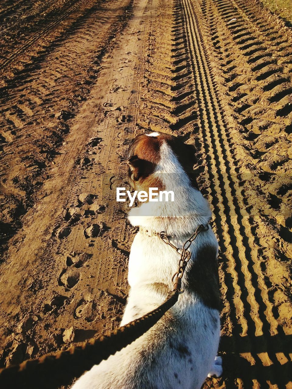 DOG SITTING ON BLANKET