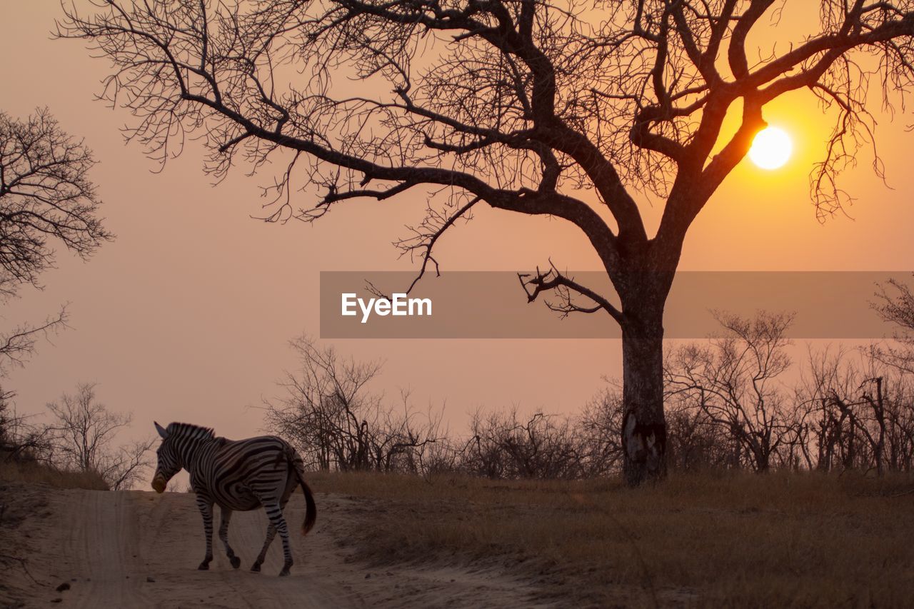 Zebra walking on field against bare trees during sunset