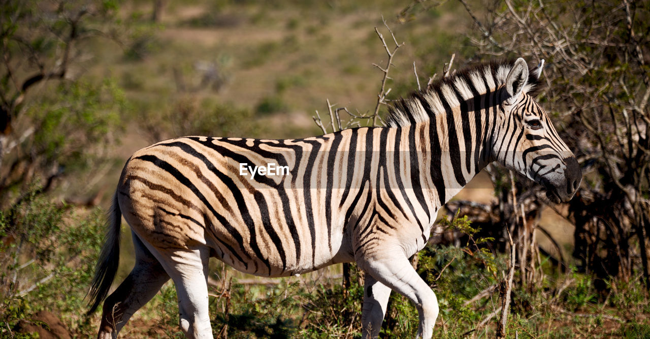 SIDE VIEW OF ZEBRA STANDING IN A PLANTS