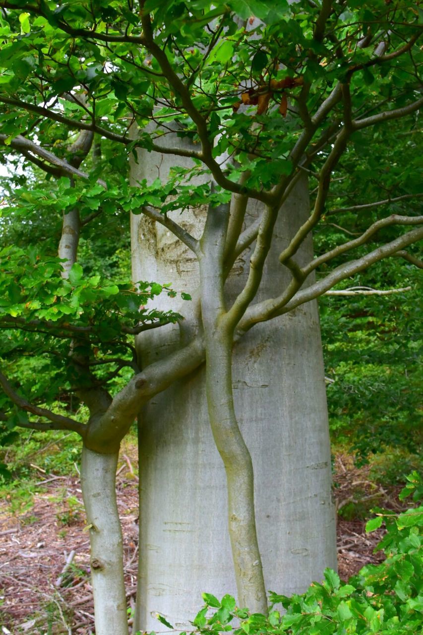 TREES GROWING IN THE PARK