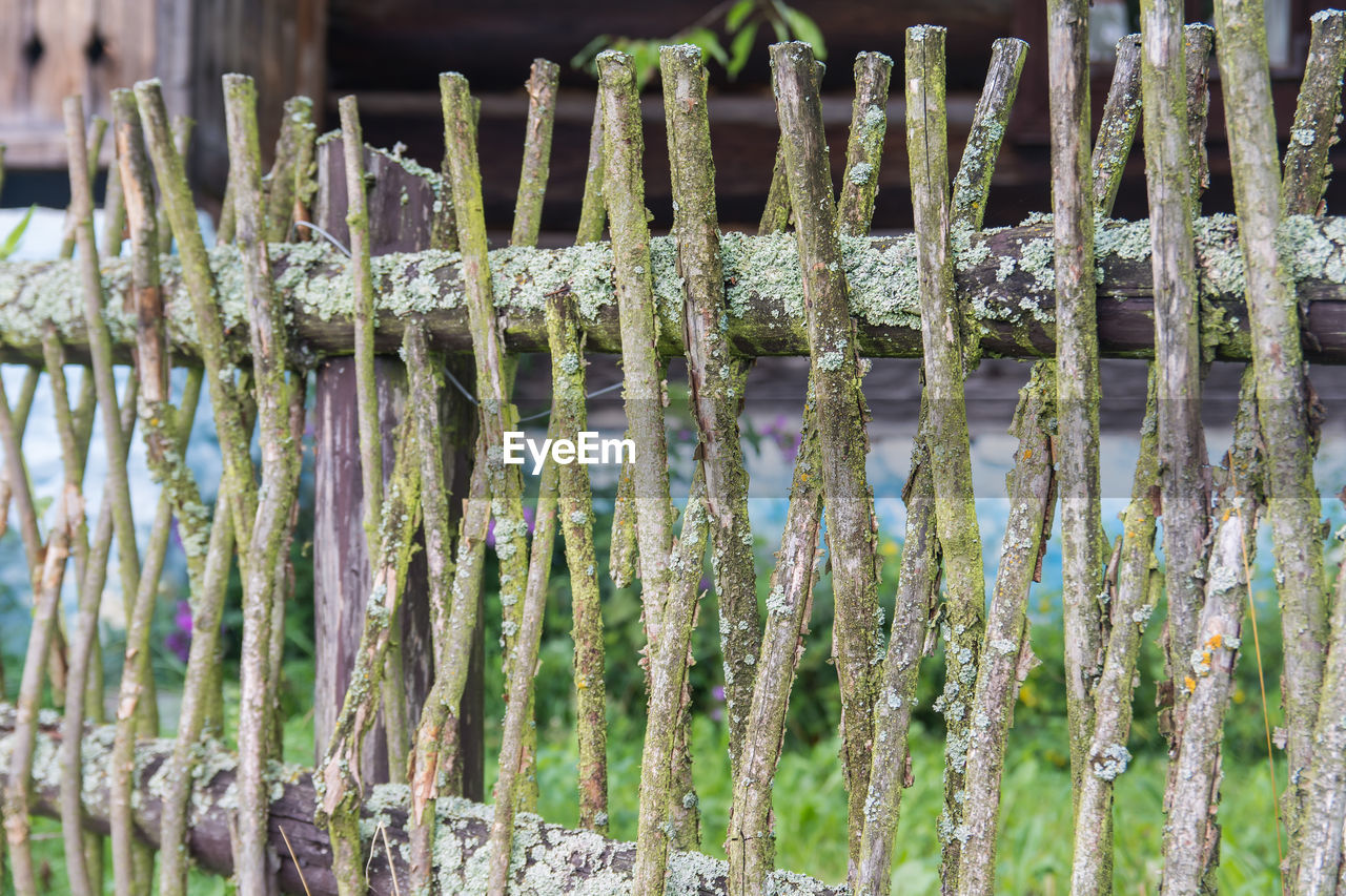 CLOSE-UP OF ICICLES ON PLANTS