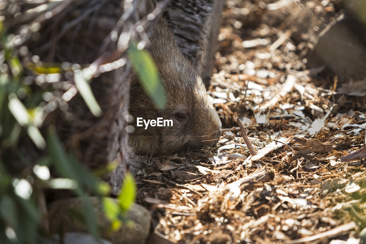 Close-up of mammal eating plant