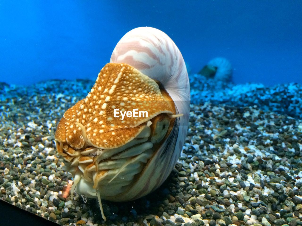 Close-up of fish in tank