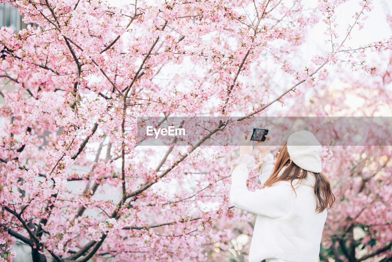 Low angle view of woman photographing cherry blossom 