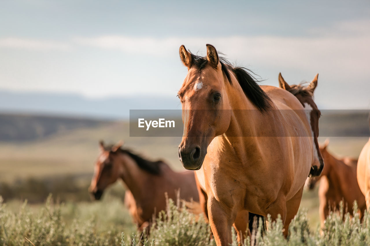 HORSES ON THE FIELD