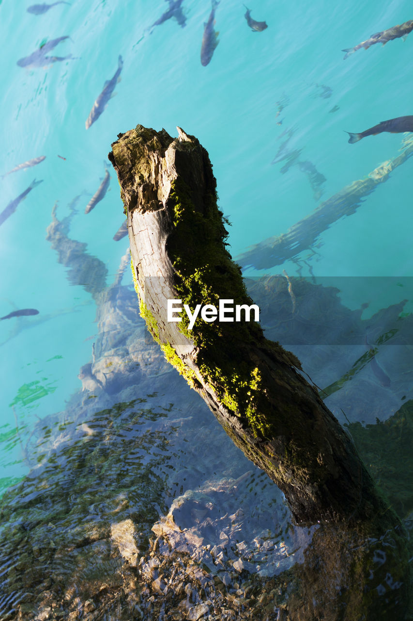 AERIAL VIEW OF TURTLE SWIMMING UNDERWATER