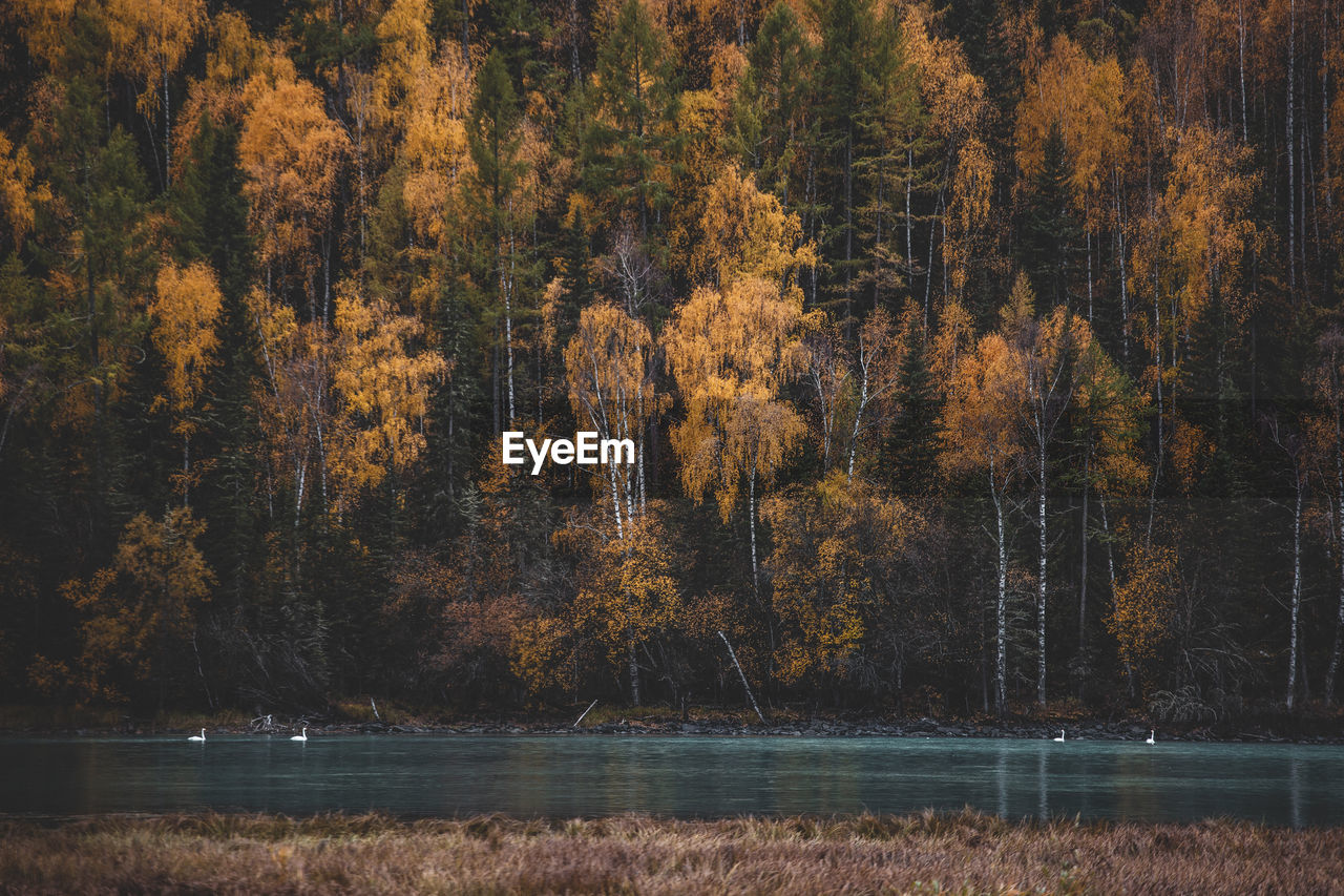 Trees by lake in forest during autumn