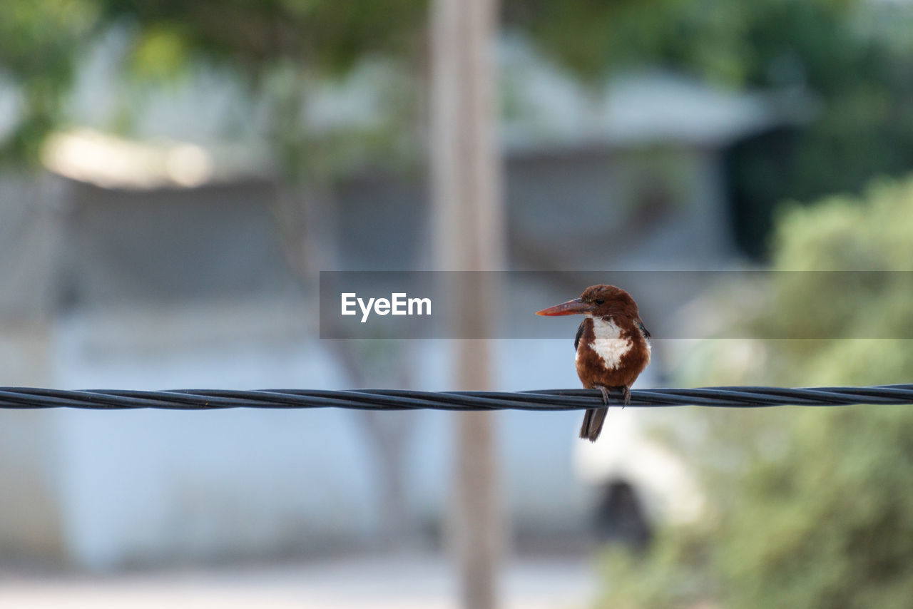 CLOSE-UP OF A BIRD PERCHING ON A FENCE