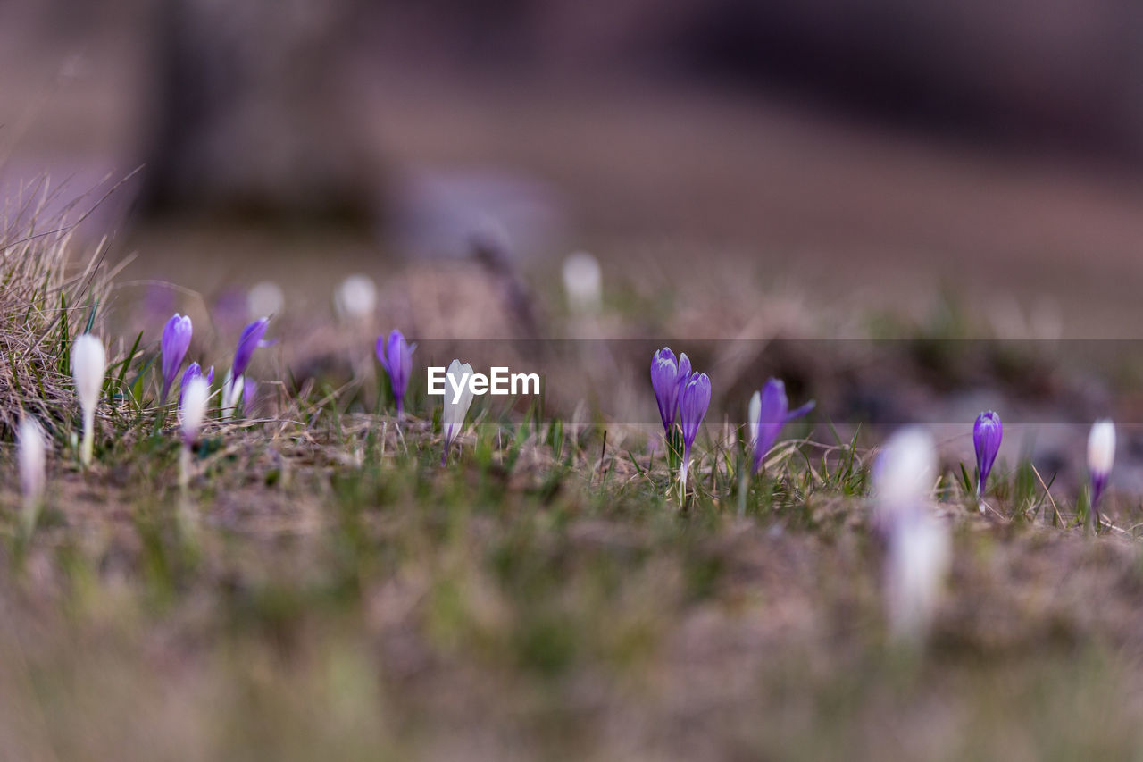 Close-up of purple crocus flowers on field