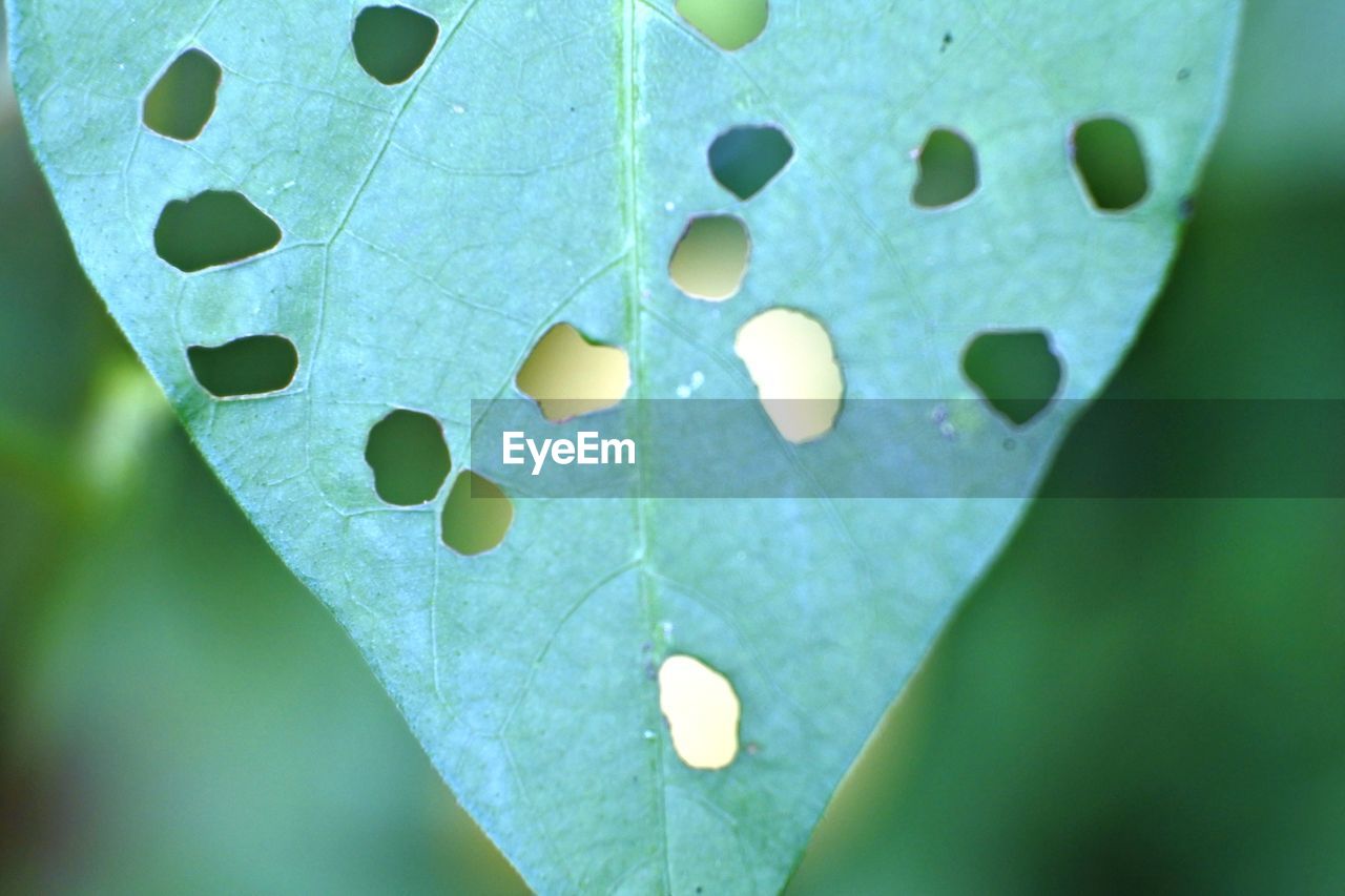 Photo of perforated leaves eaten by caterpillars