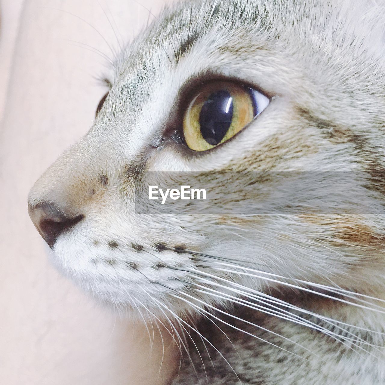 Kitten close up shot