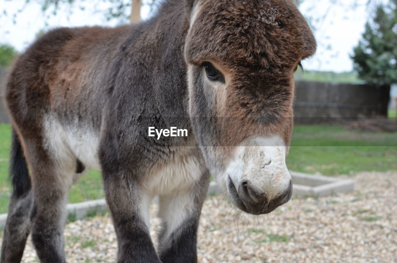 Close-up view of donkey in farm