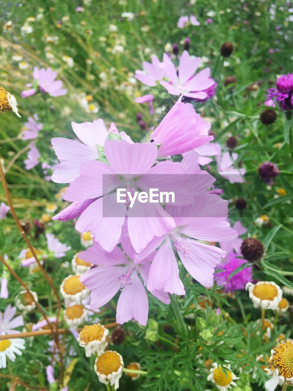 CLOSE-UP OF FLOWERS BLOOMING