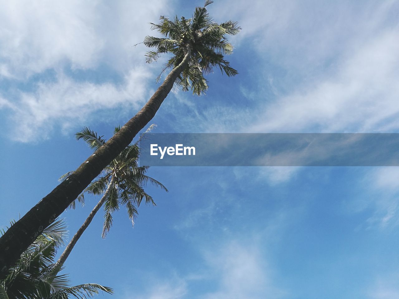 LOW ANGLE VIEW OF PALM TREE AGAINST BLUE SKY