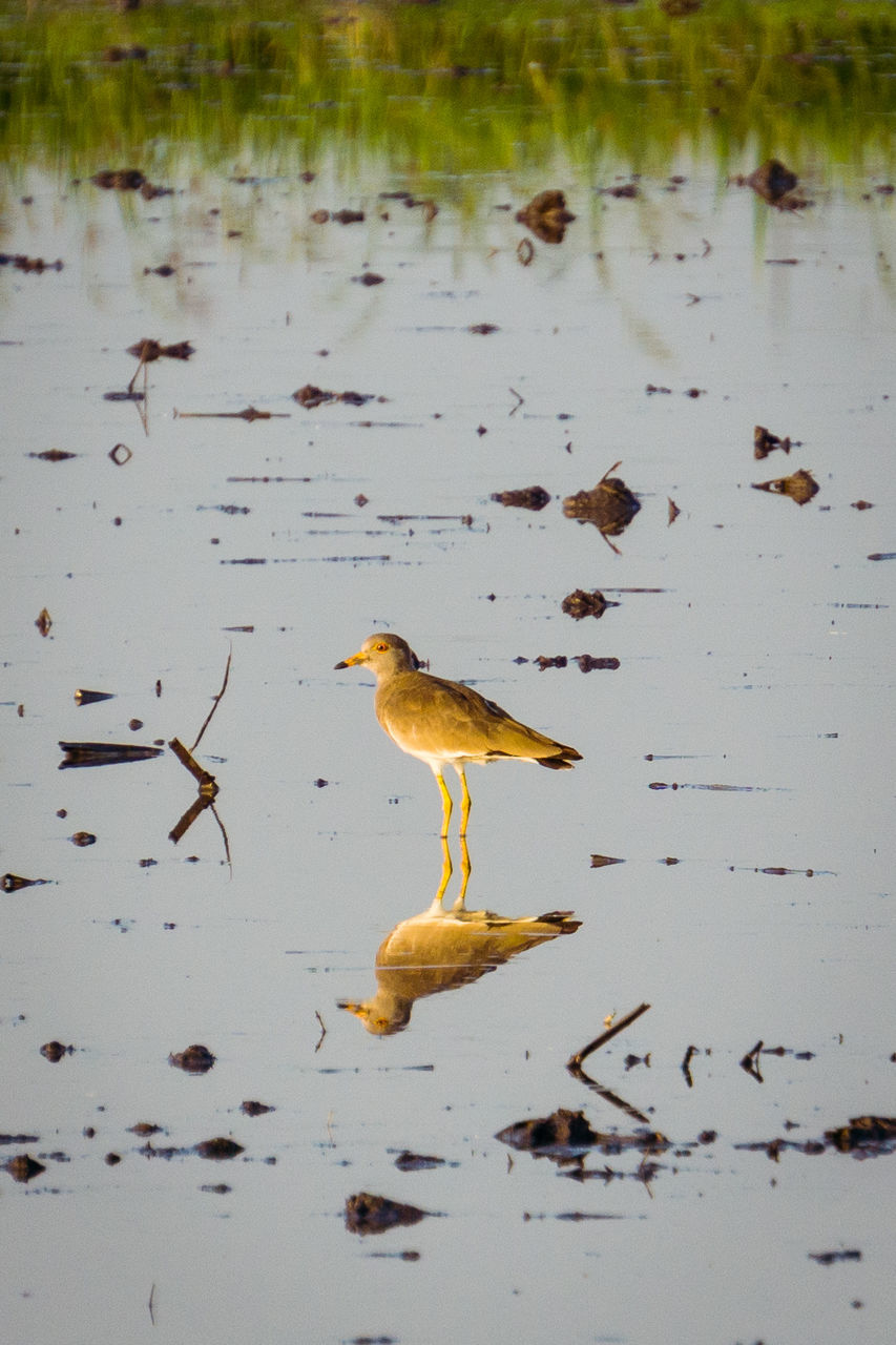 SIDE VIEW OF BIRDS IN LAKE