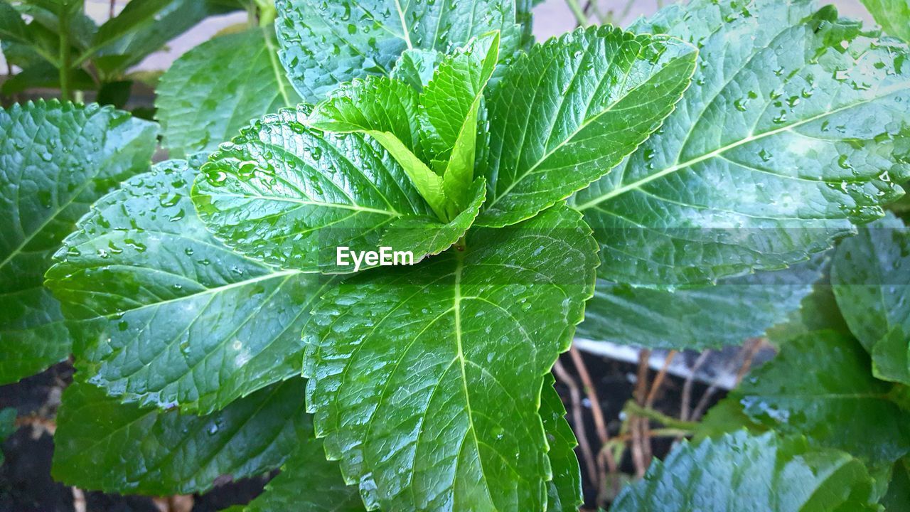 Close-up of wet leaves of plant