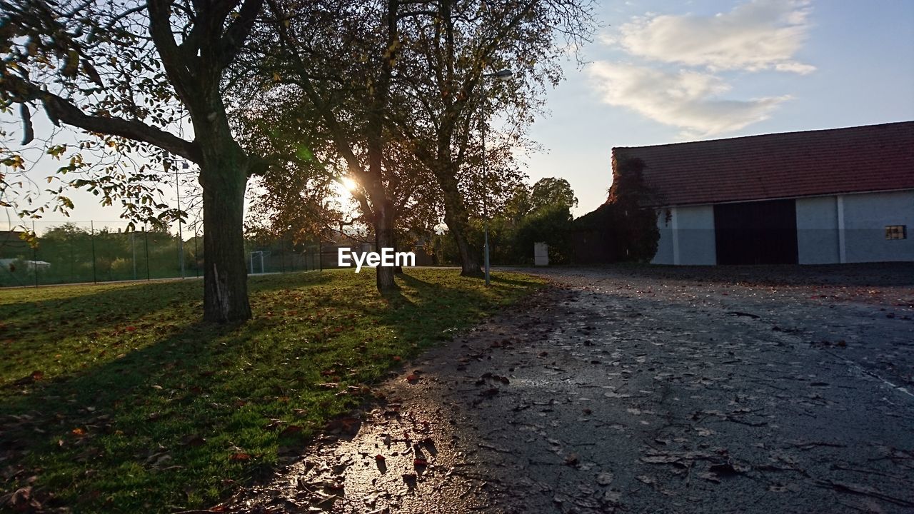 SCENIC VIEW OF ROAD AND TREES