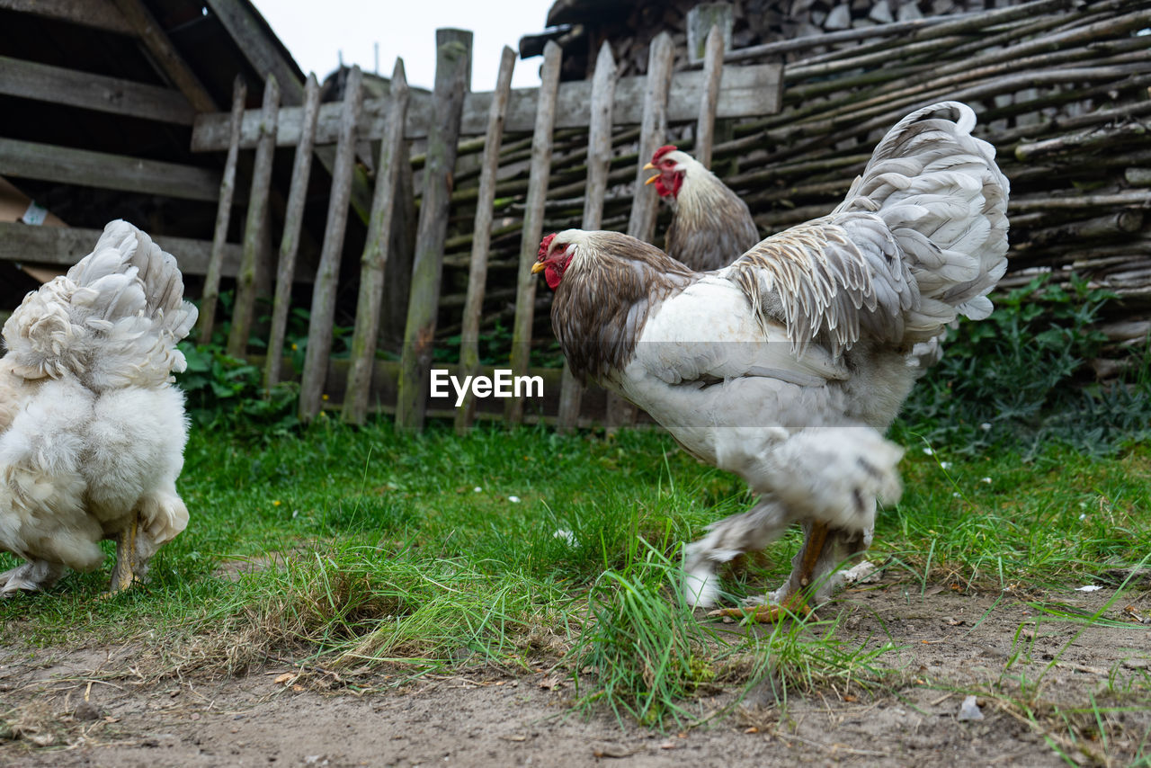 Chicken in a field