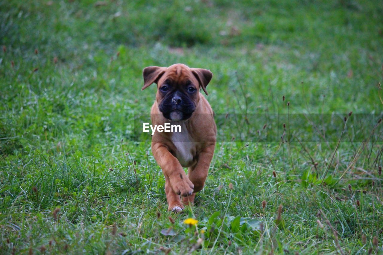 PORTRAIT OF DOG STANDING ON GRASS