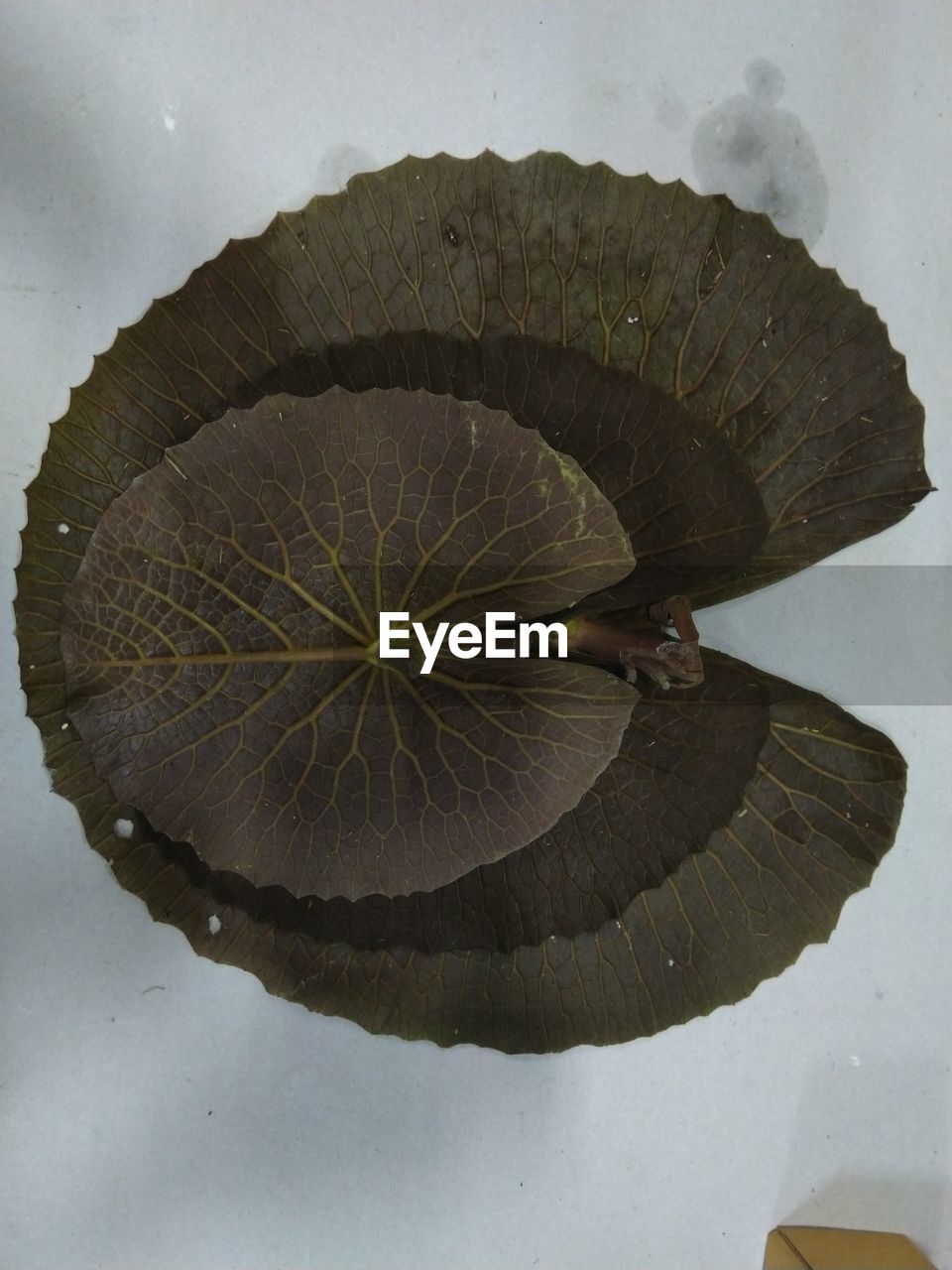 leaf, nature, no people, close-up, directly above, outdoors, pattern