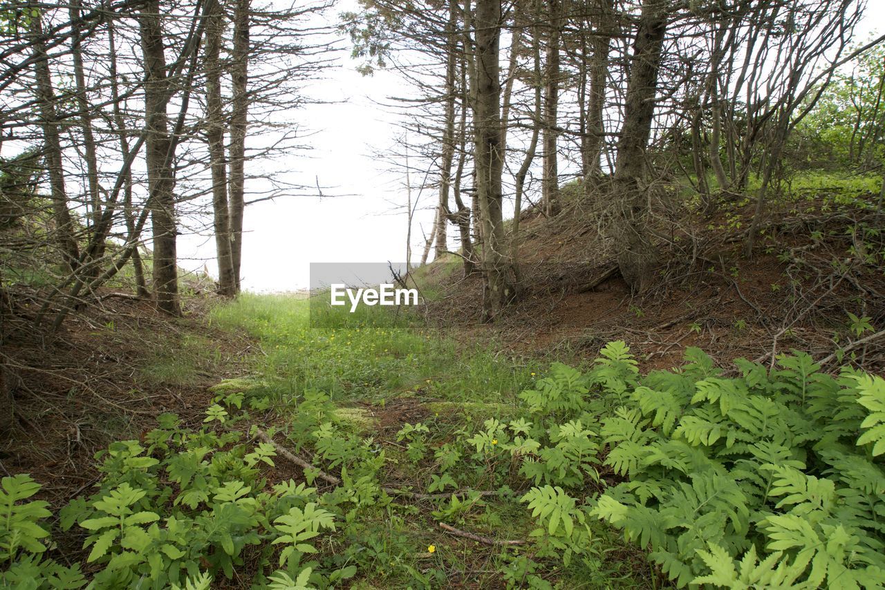 PLANTS GROWING ON LAND