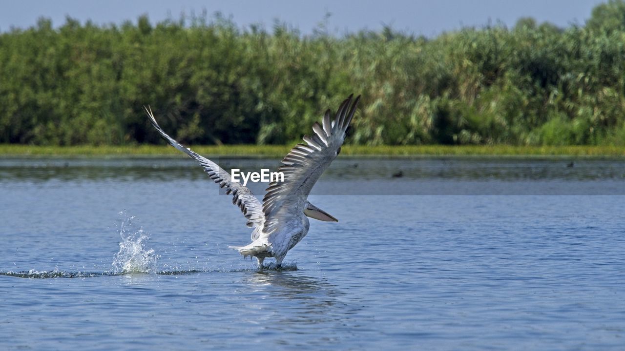 BIRD FLYING OVER WATER