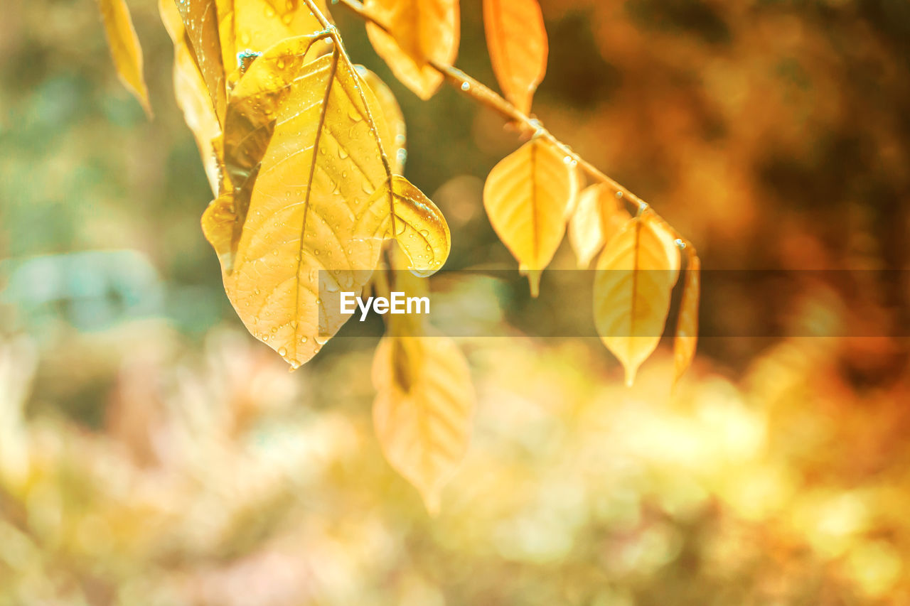 Close-up of yellow maple leaves against blurred background